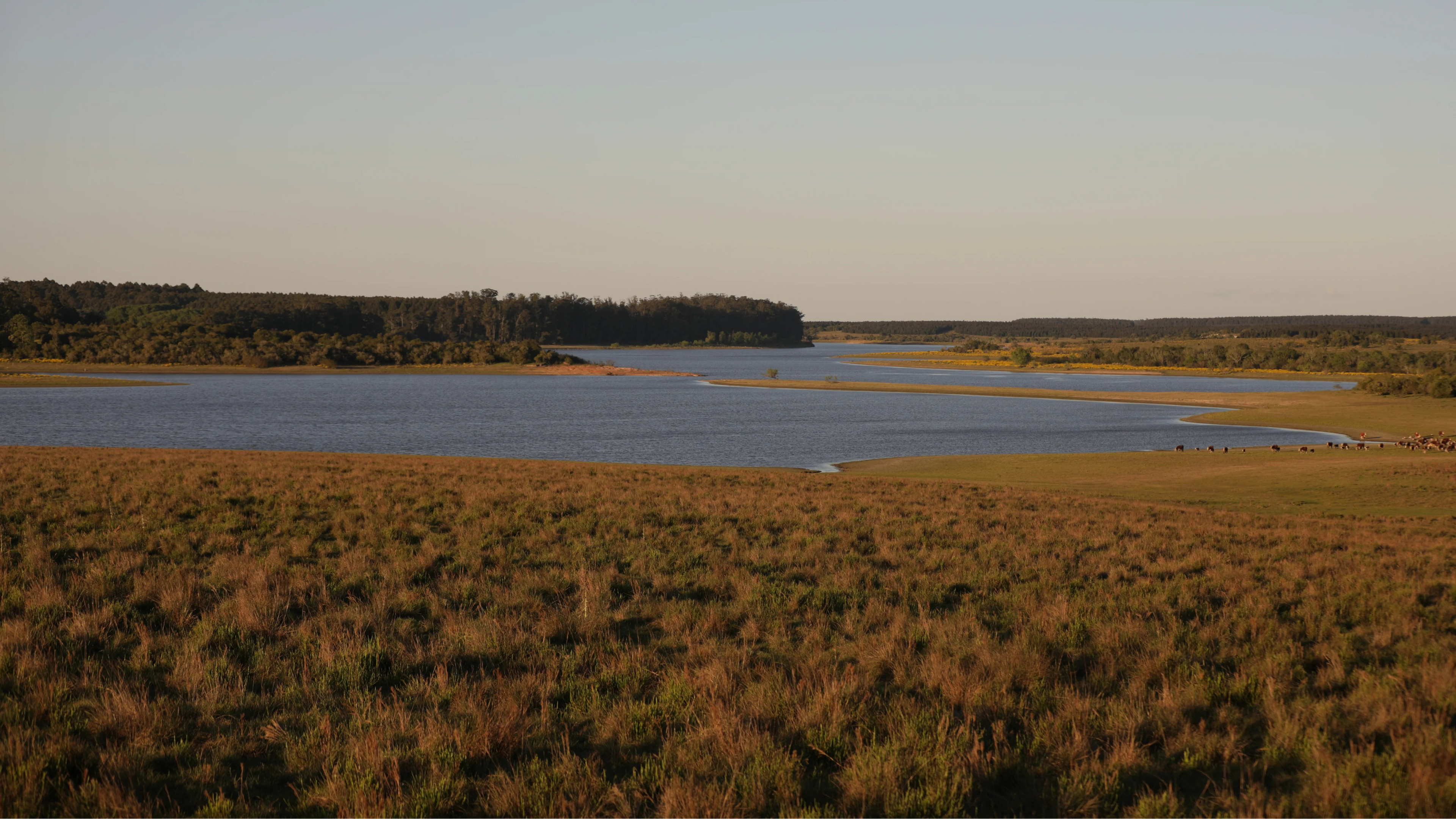 Wetland area with water body and grasslands under a clear sky