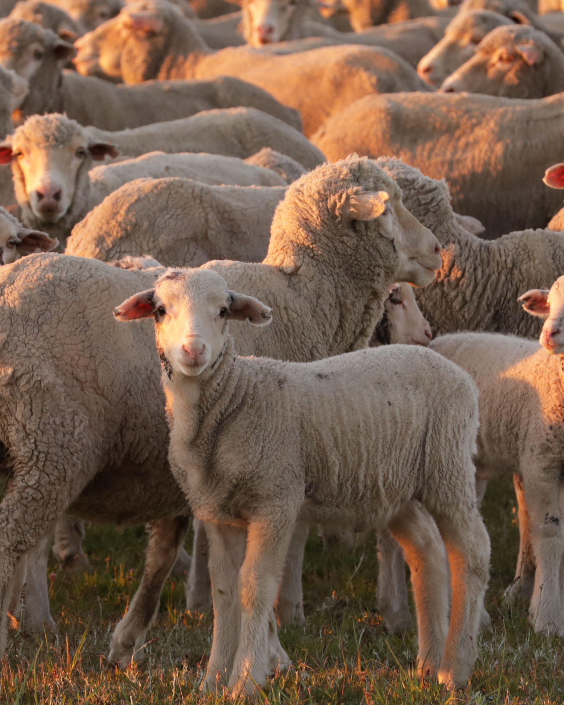 Sheep grazing in a field with a warm glow